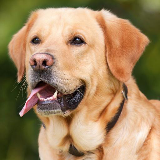 Dog Sounds - Barking Ringtones logo