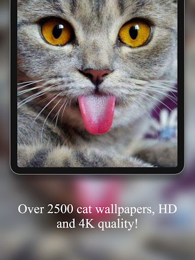 Cute Cat wallpaper 4k