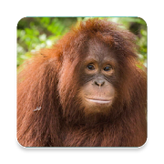 Orangutan Sound Collections ~ Sclip.app