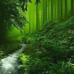Cover Image of Tải xuống Forest Wallpapers  APK