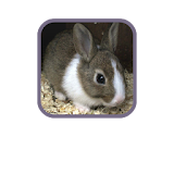 Baby Rabbit Live Wallpaper icon