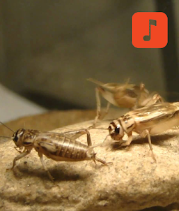 Cricket (insect) Ringtones