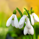 Cover Image of Download Spring Flowers Live Wallpaper  APK