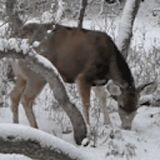 Winter Deer Live Wallpaper icon