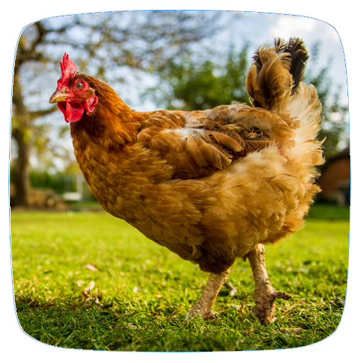 Chicken Sounds - AppWisp.com
