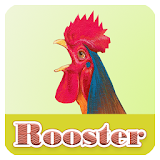 Rooster Crowing Sound icon