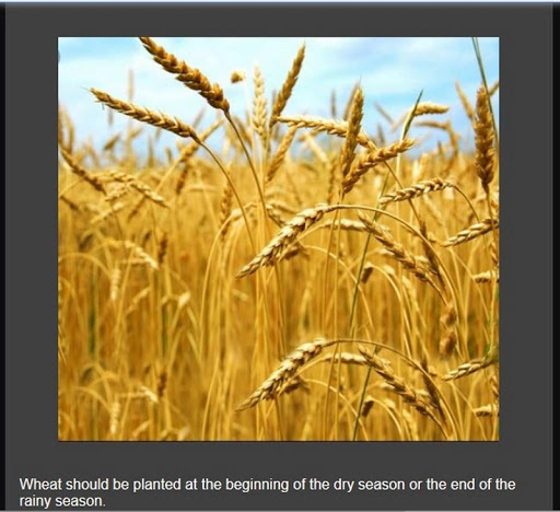 super wheat cultivation