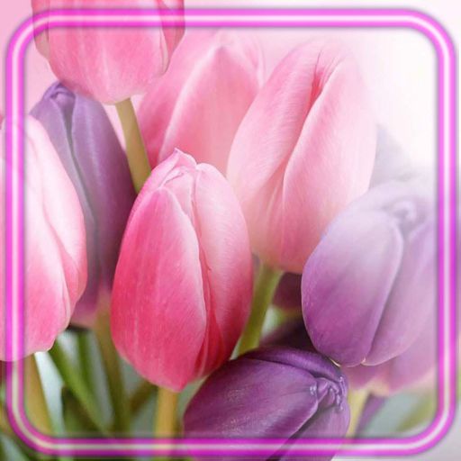 Tulips Pink Spring
