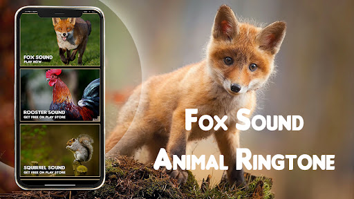 Fox Sound - Animal Ringtone