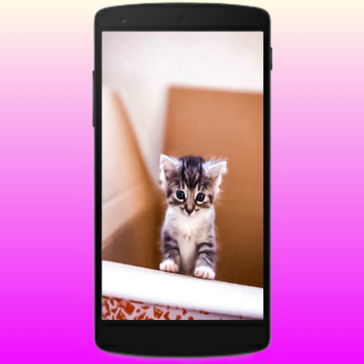 خلفيات قطط كيوت - لطيف القط