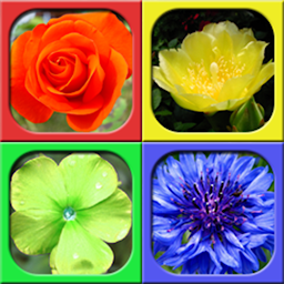 Icon image Cami Hexa