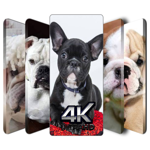 Bulldog Wallpaper HD 4K Download on Windows