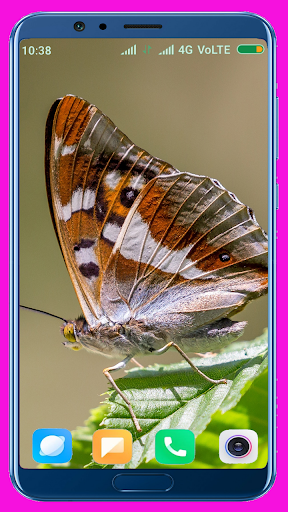 Butterfly Wallpaper Best 4K