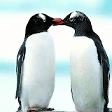 penguin-Tel icon
