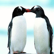 penguin-Tel