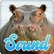 Hippopotamus Sounds Effect - Androidアプリ