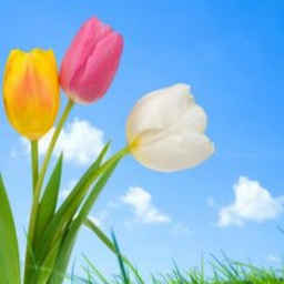 HD Spring wallpapers