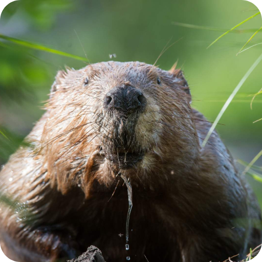 Beaver Wallpaper logo
