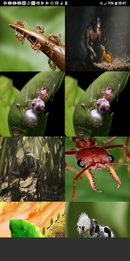 Ant Wallpaper Offline Best Wallpapers