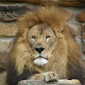 Lion LWP Apk