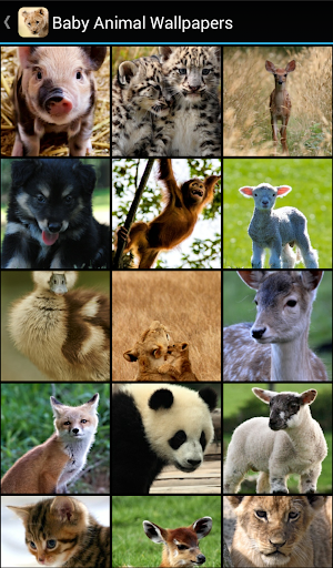 Baby Animal Wallpapers Screen 2