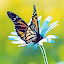 Icon image