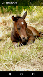 Adorable Horse Foal Wallpapers