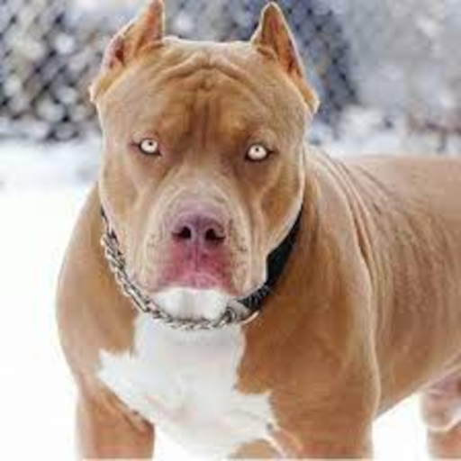 Pitbull Resimleri