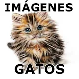 Imágenes de Gatos icon