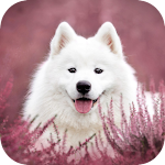 Cover Image of Télécharger Dog Wallpaper HD  APK