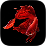 Betta Fish icon