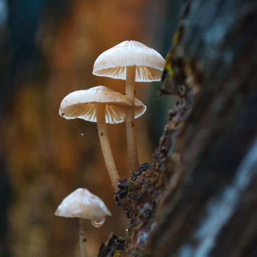 Mushroom Slider