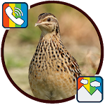 Cover Image of Download Quail - RINGTONES and WALLPAPERS 1.0 APK