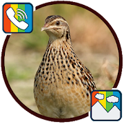 Top 39 Music & Audio Apps Like Quail - RINGTONES and WALLPAPERS - Best Alternatives