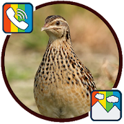 Quail - RINGTONES and WALLPAPERS