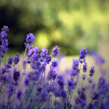 Lavender Flower Wallpapers icon