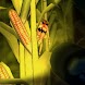 Cornbabies: The Game