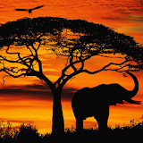 african sunset live wallpaper icon