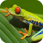 Top 20 Lifestyle Apps Like Frog Wallpapers - Best Alternatives