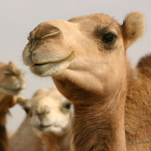Camels Wallpapers Offline Download on Windows