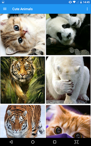 Cute Animals WP Screen 3