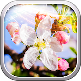 Spring Cherry Flower Wallpaper icon
