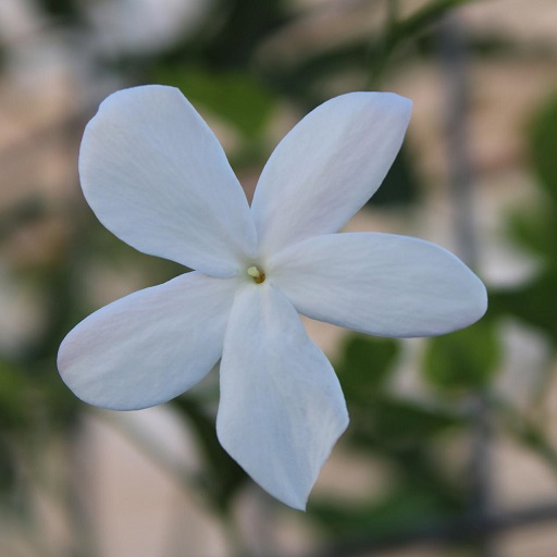 Jasmine Flower Wallpaper HD Download on Windows