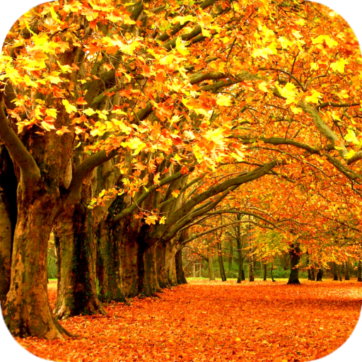 Autumn Wallpaper HD  Icon