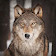 Angry Wolf 3D Simulator icon