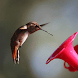 Vyomy 3D Hologram Hummingbird2 - Androidアプリ