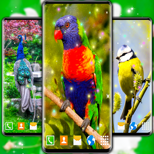 Bird Parrots HD Live Wallpaper logo