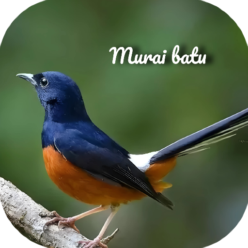 Suara pikat murai batu Download on Windows