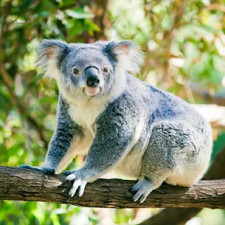 Animal Jigsaw Puzzle screenshot 14