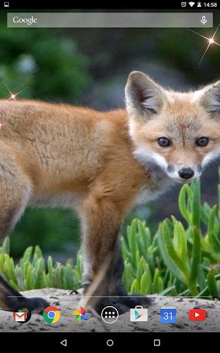 Fox Live Wallpeper